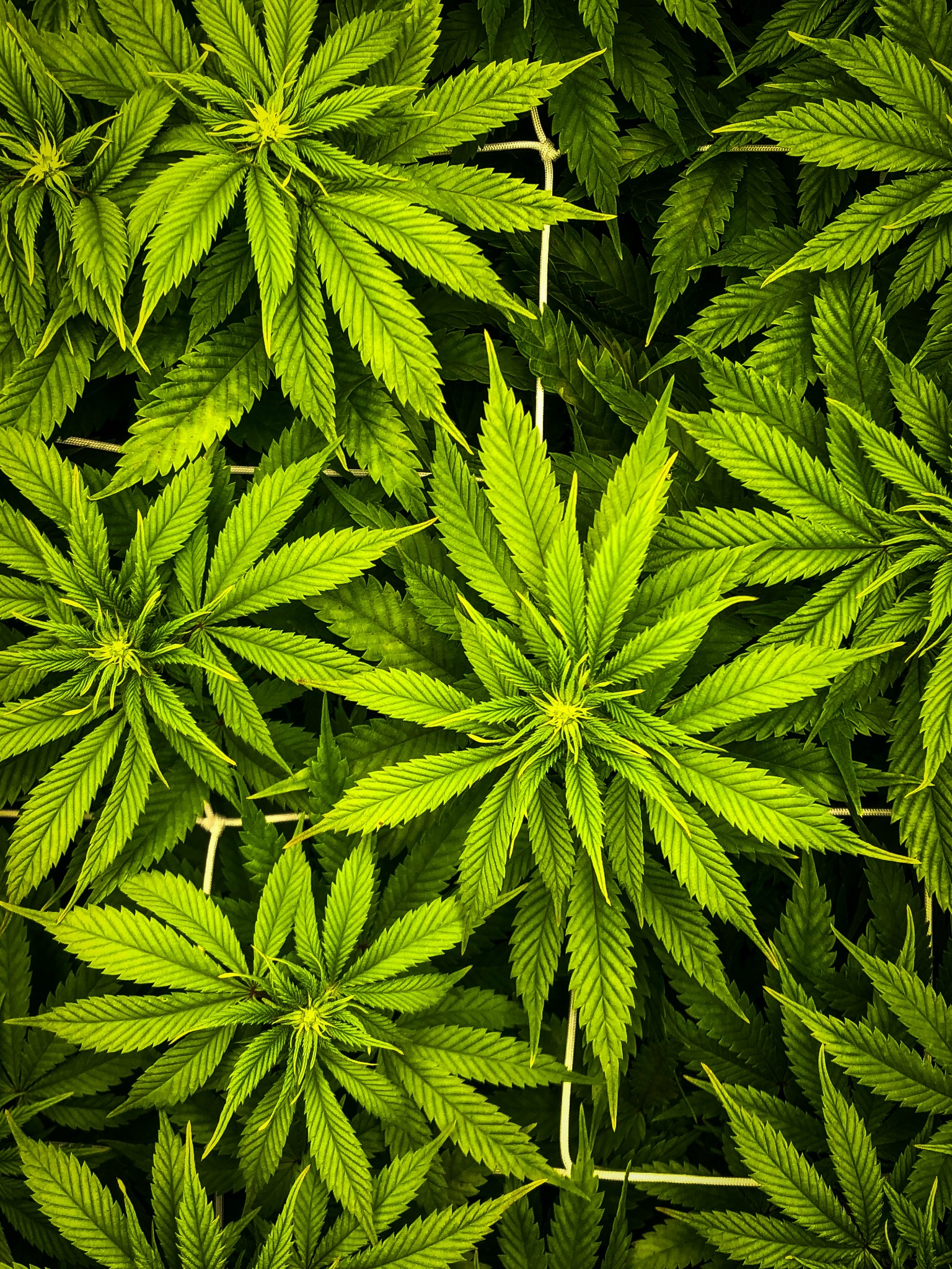 Top view of a green cannabis canopy