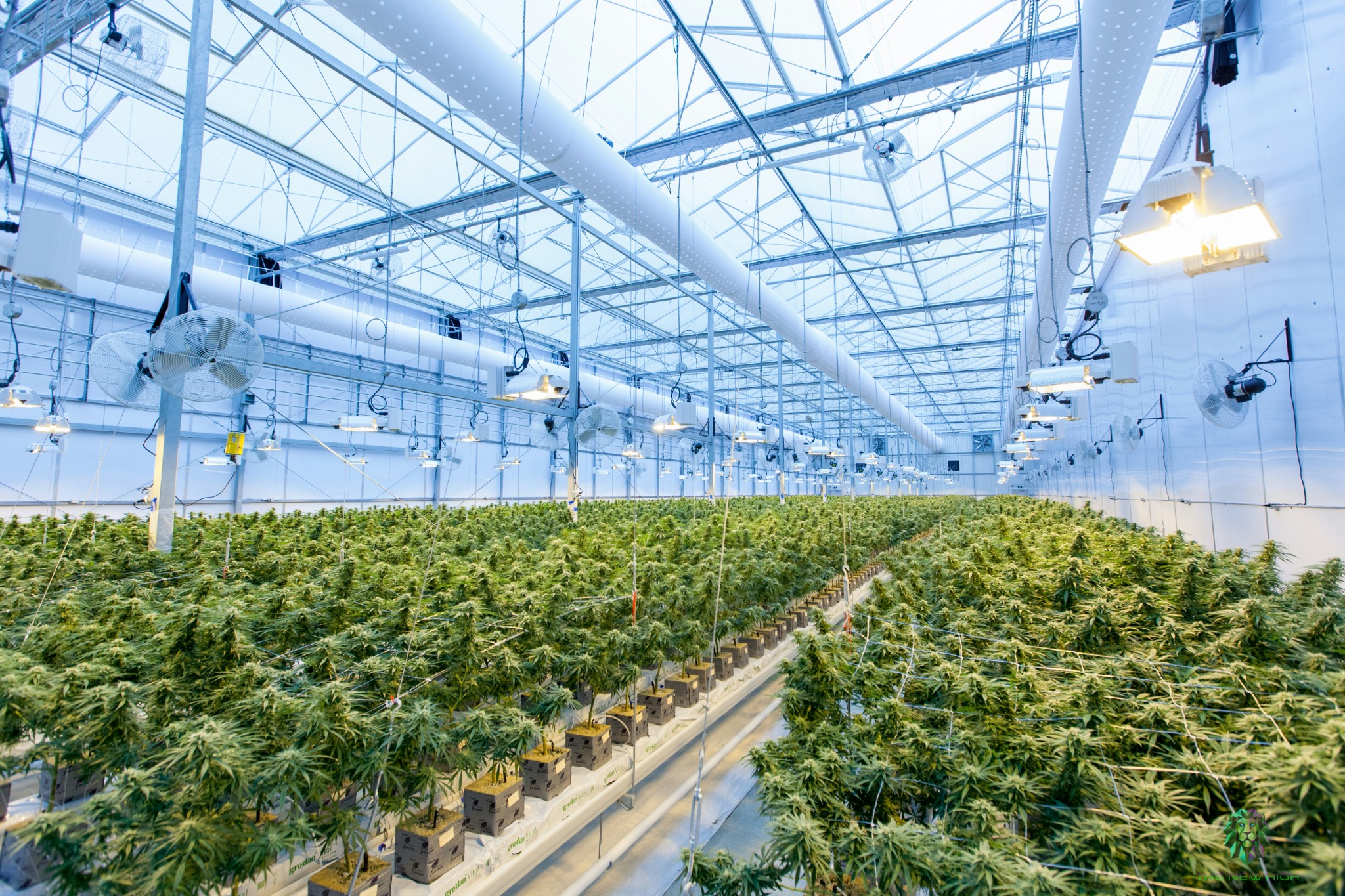 Large modern greenhouse cultivation facility
