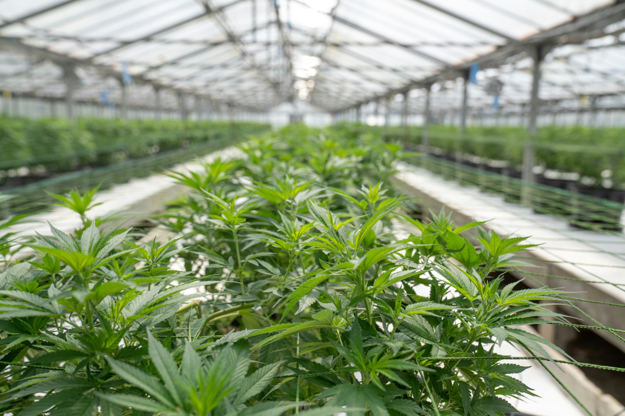 Cannabis plants growing in a greenhouse