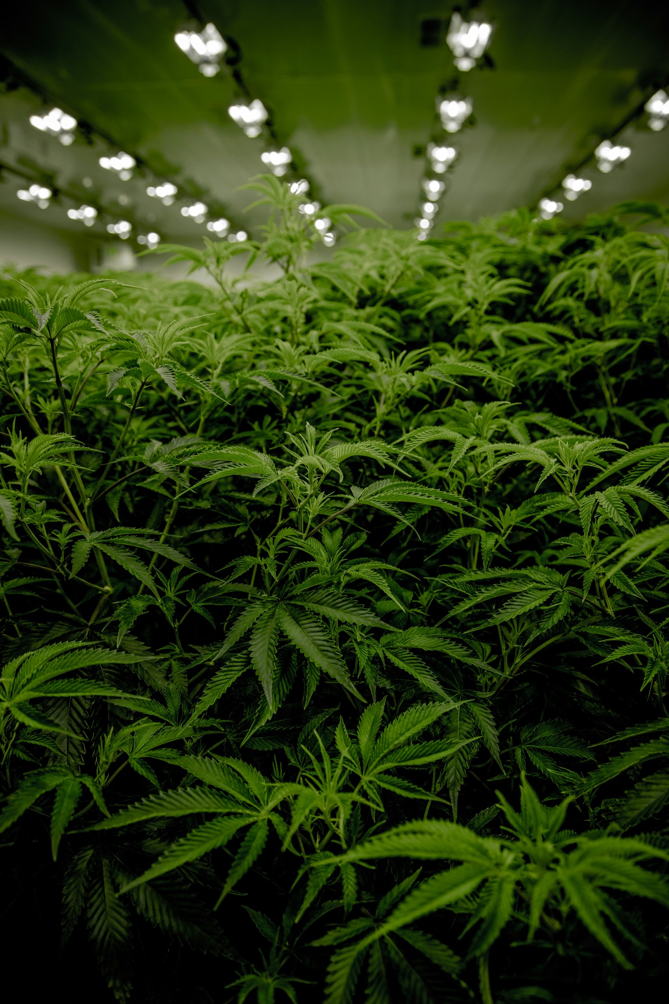 Indoor cultivation under bright overhead lights