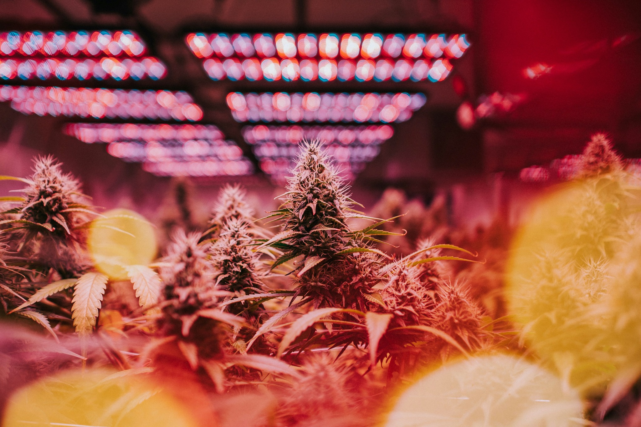 Indoor plants beneath LED grow lights